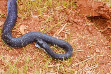 During summer in South Carolina area, one could often spot black eastern ratsnake slithering stealthily across ground. clipart