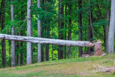 Ağacı oduncudan oduncuya kesme işlemi sırasında ağaç düşer.