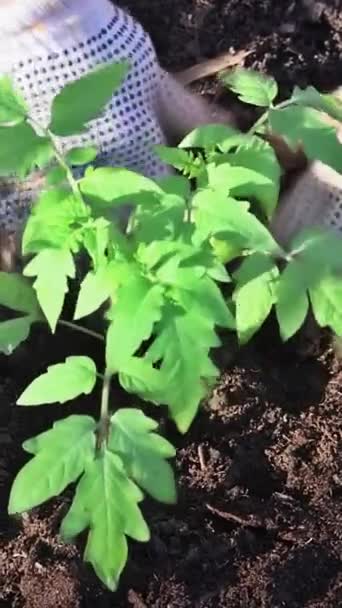 Jordbrukare Trädgårdsskötsel Ekologisk Trädgård Unga Växter Tomat Fröplanta — Stockvideo