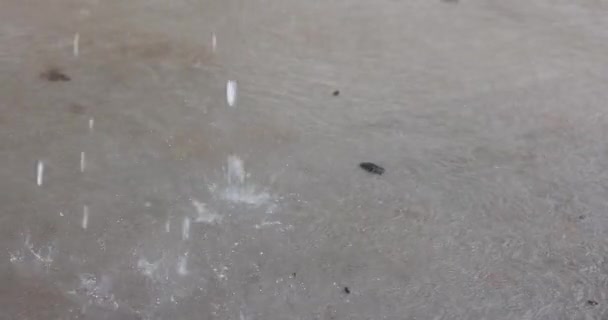 Acquazzone Vialetto Cemento Forti Gocce Pioggia Durante Maltempo — Video Stock
