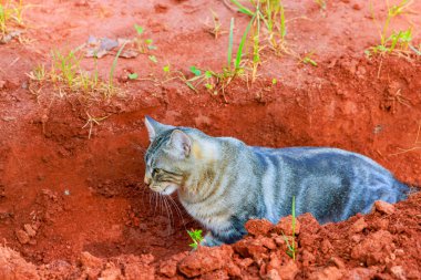 Genç kedi hendeğin kenarında oturuyor, çevresine bakıyor.