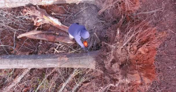Kasırga Sonrası Profesyonel Elektrik Işçisi Ormandaki Devrilmiş Ağaç Gövdesini Kesti — Stok video