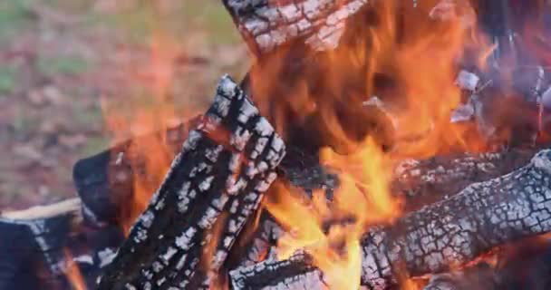 篝火中燃烧着木头 篝火中燃烧着火焰 — 图库视频影像
