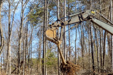 İşçiler bölgede inşaata hazırlanmak için ağaçları sökmek için bir kazıcı kullanıyorlar