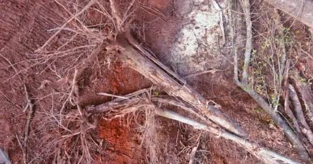 Ormanda Elektrikli Testere Kasırgası Sonucu Ağaç Gövdesinin Kaldırılması — Stok video