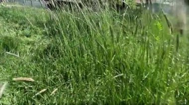 Taze otlar tarlaya uzanan yeşil çayırları kaplar.