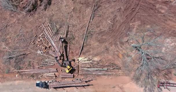 Crane Manipulator Loads Cut Tree Logs Truck Construction Site — Stock Video