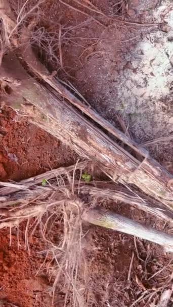 Ormanda Elektrikli Testere Kasırgası Sonucu Ağaç Gövdesinin Kaldırılması — Stok video