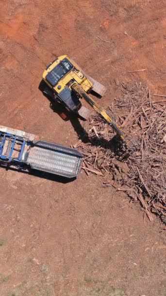 Worker Used Chopping Wood Tree Root Shredder Construction Site — Stock Video