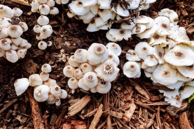 Bir sonbahar ormanında Pholiota aurivella adı verilen ağaç talaşı üzerinde büyüyen büyük bir mantar grubu vardır..