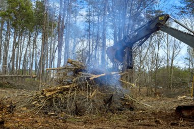 Kökleri sökülmüş orman yakıtlarını temizlemek yeni evler inşa etmek için gereklidir.