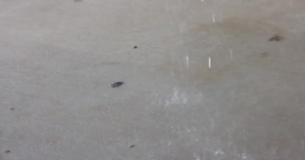 雷雨の間にコンクリートのドライブウェイで激しい雨が降る — ストック動画