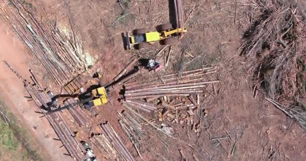 在起重机机械手的帮助下 将砍倒的原木树干装入卡车 — 图库视频影像