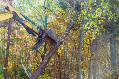 İnşaatçı ağaçların kökünü traktörle kazıyor ve inşaat için arazi hazırlıyor.