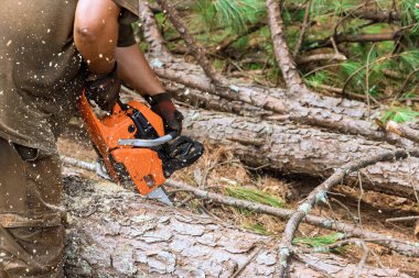 Profesyonel benzinli testere kullanan oduncu ormandaki ağaçları kesiyor.