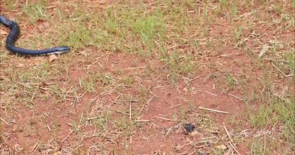 Schwarzer Pantherophis Alleghaniensis Schlängelte Sich Durch South Carolina Und Fügte — Stockvideo