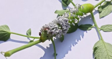 Haşerat olarak, domates Goliath Hornworm tırtılları, aynı zamanda Tabasco Hornworm tırtılları olarak da bilinir, domateslerinize önemli ölçüde zarar verebilir.