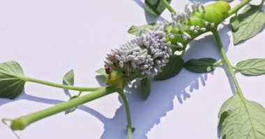 Domates tırtılı Goliath Hornworm bitkilerde ciddi hasara yol açabilir. Buna Tabasco Hornworm da denir.