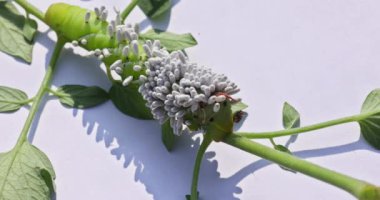 Domates Goliath Hornworm tırtılları ciddi bir baş belası olabilir. Boynuz kurtlarına Manduca da denir.