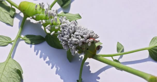 歌利亚 角虫毛虫毛毛虫可能是严重的害虫 也被称为曼杜纳 — 图库视频影像