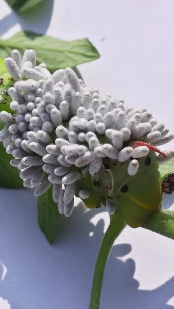 Ντομάτα Γολιάθ Hornworms Κάμπια Μπορεί Είναι Σοβαρή Παρασίτων Tabasco Hornworms — Αρχείο Βίντεο