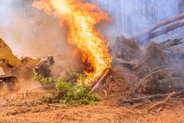 İnşaata hazırlanırken, sökülmüş ağaçlar yakılır.