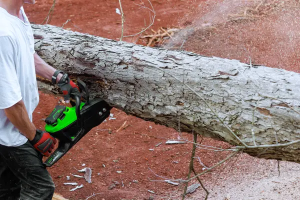 Trees are cut with chainsaw by professional lumberjack in forest