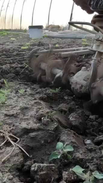 Boer Cultiveert Grond Met Handmatige Motorploeg Tijdens Het Ploegen Land — Stockvideo