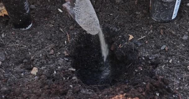 Plantación Plántulas Tomate Jardín Preparación Comienzo Primavera — Vídeo de stock
