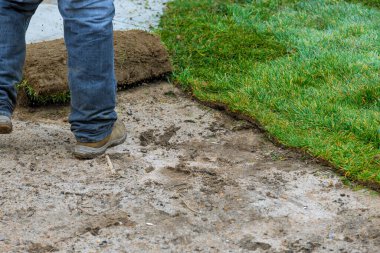 Çimenler, peyzaj yapmak için insanlar tarafından yere serilir.