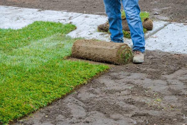 stock image Turf is laid by man who unrolls it on ground for landscaping purposes
