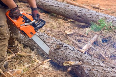 Tecrübeli bir oduncu sonbahar ormanı temizliği sırasında ağaçları kesmek için testere kullanır.