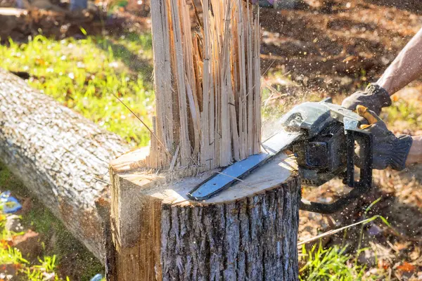 With aid of chainsaw, professional lumberjack cuts down tree in forest during fall cleaning season