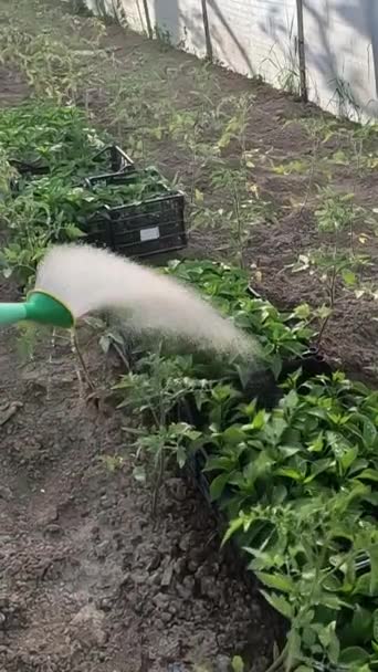 2023年5月22日韦尔福德Sc美国在温室花园 辣椒幼苗正在用浇灌水罐的垂直视频浇灌 — 图库视频影像
