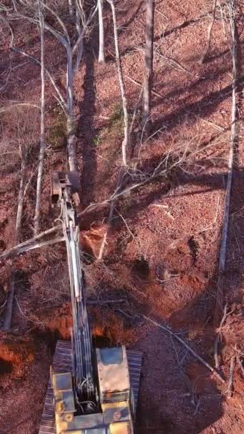 Αφαίρεση Ρίζες Κούτσουρο Από Δέντρα Που Κόπηκαν Προς Κάτω Για — Αρχείο Βίντεο