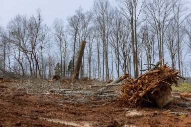 Ormancılar kereste fabrikasına götürülmeden önce kesilmiş ağaç kütüklerini istiflediler.