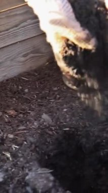 Organik bir bahçede genç çiftçi domates fideleri ekiyor. dikey video