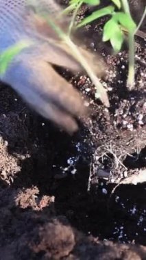 Bir çiftçi, dikey bir organik bahçe videosunda taze domates filizlendirir.