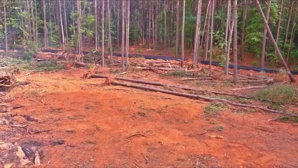 Costruttore Tira Alberi Con Trattore Nella Foresta Preparare Terreno Costruzione — Video Stock