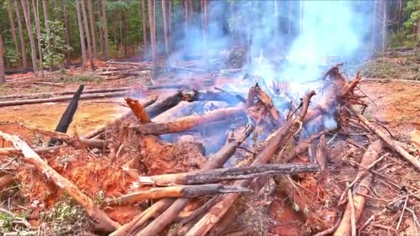 Пожар Вызванный Выкорчеванными Деревьями Вырубленными Подготовке Земельного Участка Строительству Дома — стоковое видео