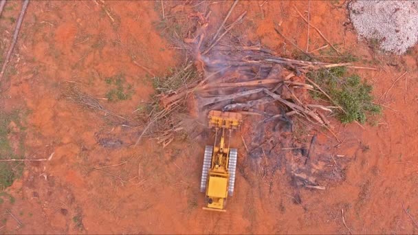 Inşaatı Için Kısmen Hazırlanırken Sökülmüş Ağaçlar Yakılıyor — Stok video