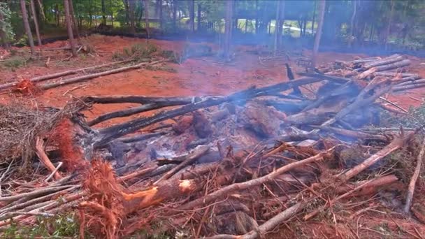 在建造房屋的土地准备过程中 被连根拔起的树木被烧毁 — 图库视频影像