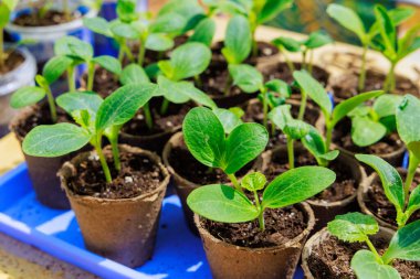 Bahçıvanlar bahçeye kabak tohumu ekmeye hazır.