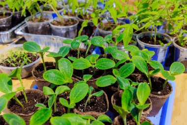 Kabak fideleri bahçeye ekilmeye hazır.