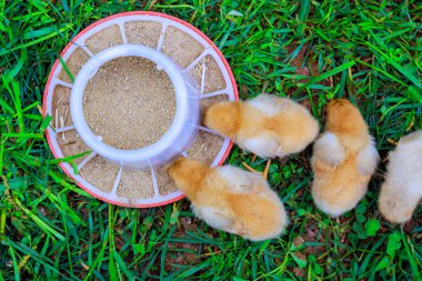 There is cute little chickens in countryside eating from special feeder. clipart
