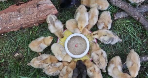 Αρκετά Μικρά Κοτόπουλα Τρώνε Από Τον Ειδικό Τροφοδότη Στο Αγρόκτημα — Αρχείο Βίντεο