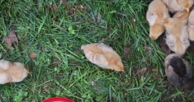 Kırsal kesimde, küçük tavuk sürüsü özel bir besleyiciden besleniyor..