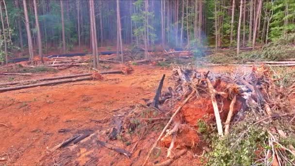 Preparing Land Construction Uprooted Trees Burned — Stock Video