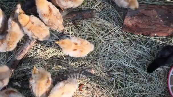在阳光明媚的夏日 可爱的毛茸茸的小鸡在散步 — 图库视频影像