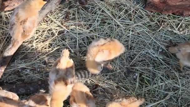 夏日的快乐充满了可爱的毛茸茸的小鸡在阳光下漫步 — 图库视频影像